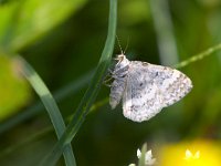 maudoc.com • Geometridae •  IMG_1963 copia.jpg   Xanthorhoe montanata